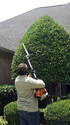 Shrub Trimming Service