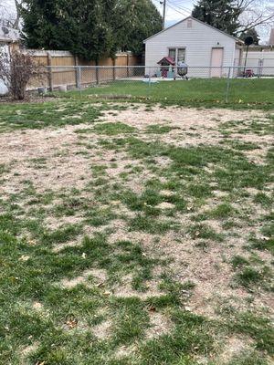 My yard within a week after Belle City put an application on it. They destroyed it. The cost will be extreme to repair/replace the lawn!