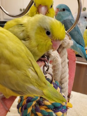 Parrots make wonderful pets!