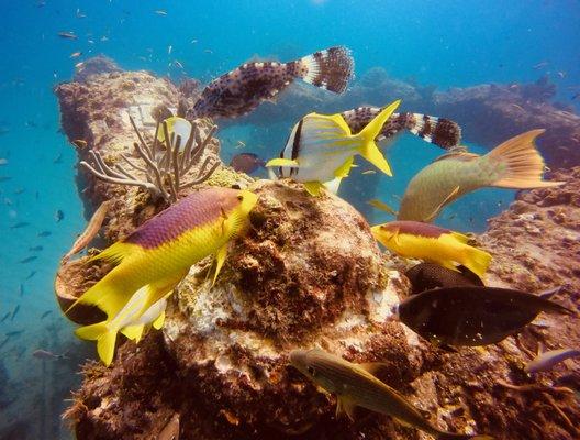 Marine life at Neptune Memorial Reef