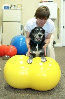 Therapeutic exercise is an integral part of physical rehab therapy for animals.