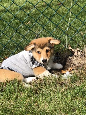 Buster, new welsh corgi puppy being very well taken care of by Lindenhurst Animal Hospital!