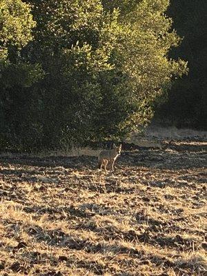 Coyote in Esther Clark Park