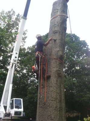 Safe large tree removal.