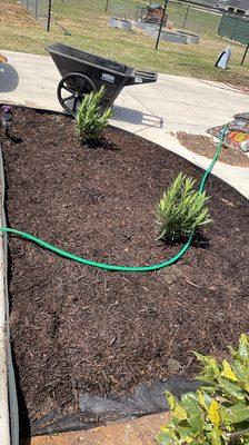 Planting and mulching garding