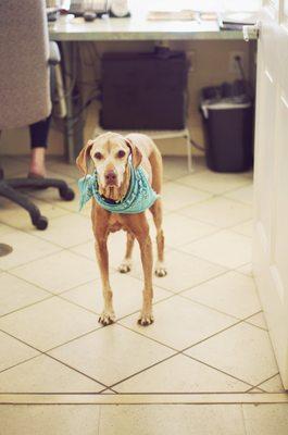 Indy hanging out in reception during her boarding stay