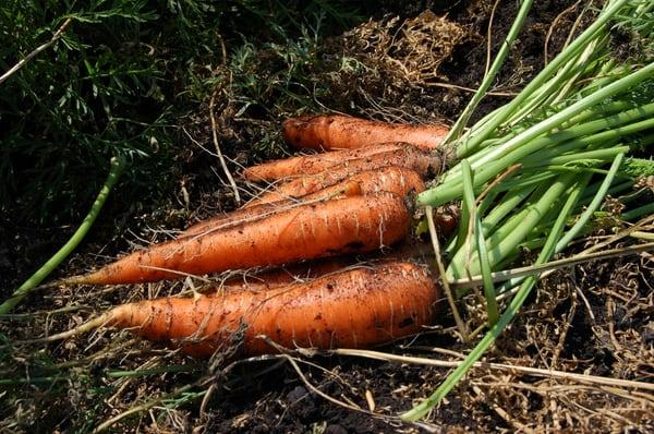 Glebocki Farms