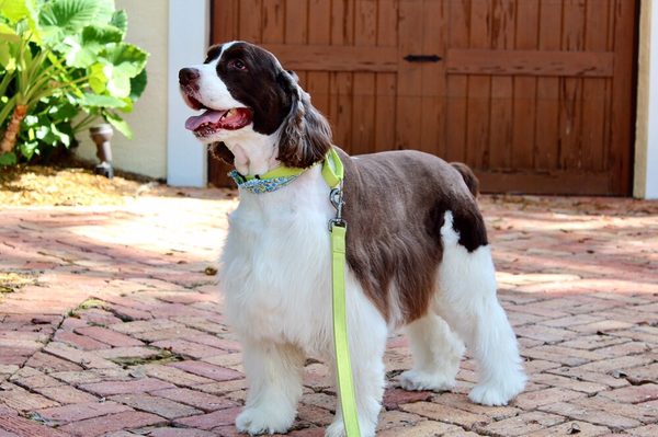 Springer Spaniel groomed by Coco's Mobile Grooming