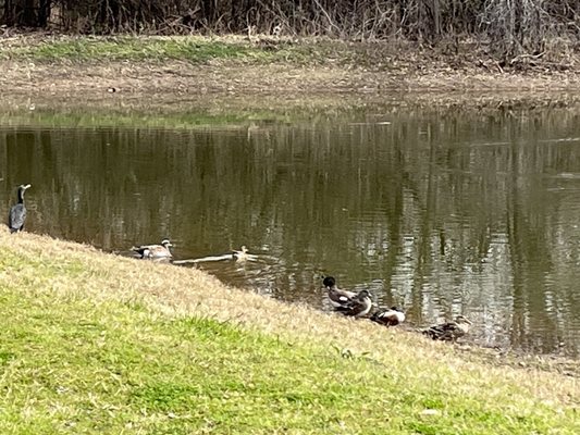 One of the ponds