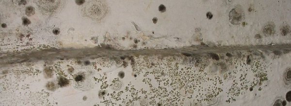 Mold in my house, he won't fix