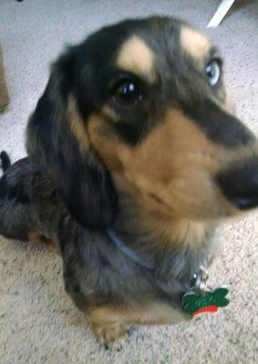 Minature Dachshund gets groomed at Mickee's.