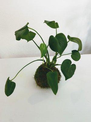 Monstera Kokedama