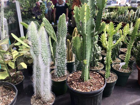 Cool cacti for sale.