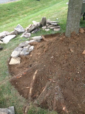 Tree was plain and rooted out of the ground. Here's some of the work after cutting a perimeter and treating the area.