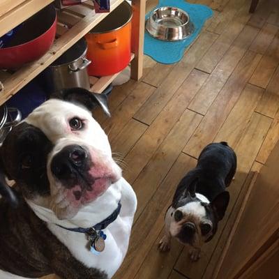 Norbert the Olde English Bull Dog and Rosie the Boston Terrier. We had so much fun and lots of cuddles over Thanksgiving.