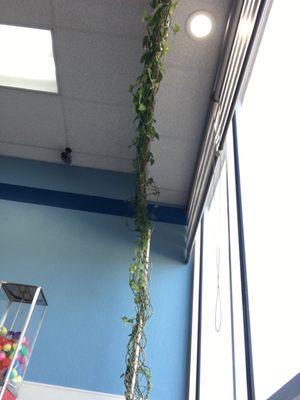 3-2021 the longest plant I've see.   it goes up to the ceiling