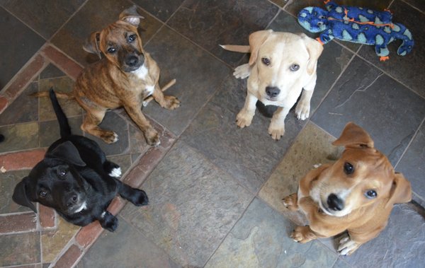 Four rescue pups that I worked with who were jumping up to get food. They learned how to sit, take turns & wait nicely for by playing games!