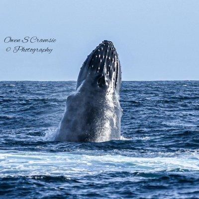 Whale Watching June thru September