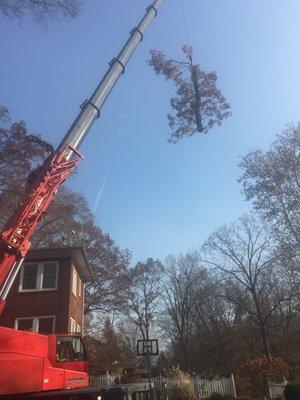 On the most technically challenging jobs, Miles Tree and Stump uses a crane to prevent damage to property and persons.