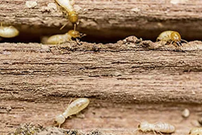 Termites infest millions of homes nationwide and cause over $750 million in damages each year.