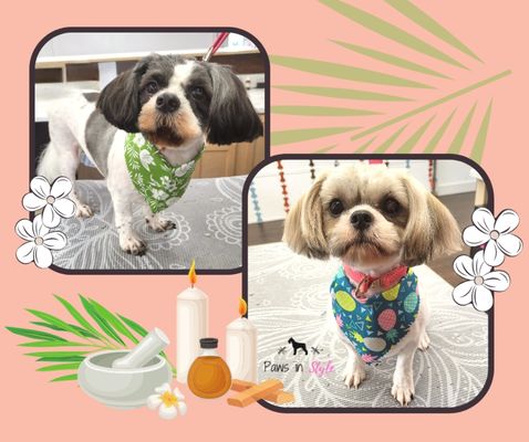 Oakley and Oswald got the full pampering experience! Now they're feeling like refreshed pups.