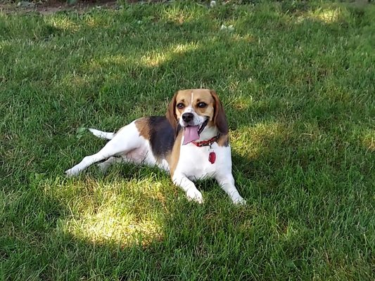 This is a happy dog!