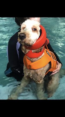 Natural Healing Whole Dog Wellness Hydrotherapy for Dogs