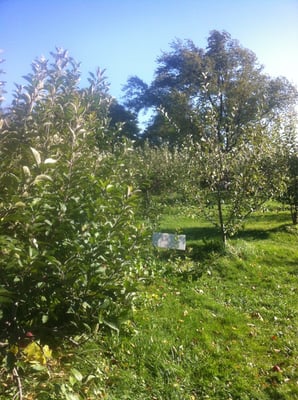 Homestead orchard.