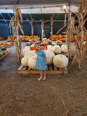 Cute little pumpkin patch!!