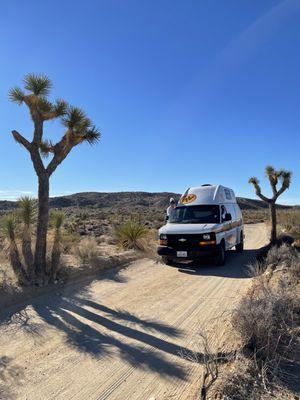 Joshua tree