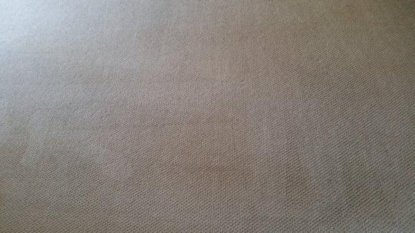 Carpet Cleaning -After