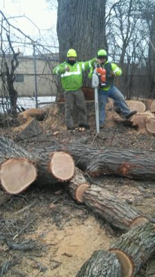 Commercial tree removal (winter )