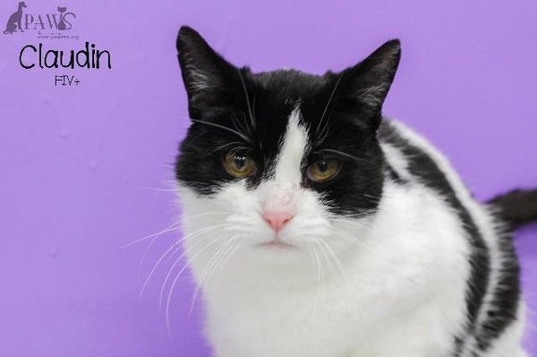 Claudin is a sweet girl who is fiv+ looking for a forever home