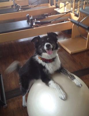 Luna the Pilates Dog