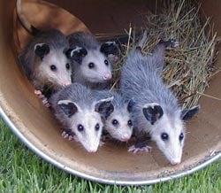 Possum Family