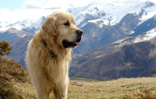 Mountain Pet Waste Disposal