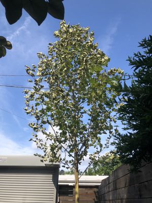 American Sycamore planted