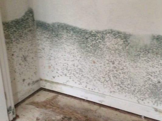 Let Chesapeake Mold help with a problem like this!