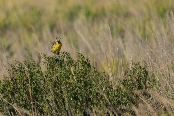 Kissimmee Prairie Preserve State Park