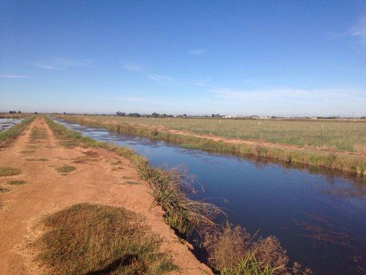 Rice fields/temporary wetlands.