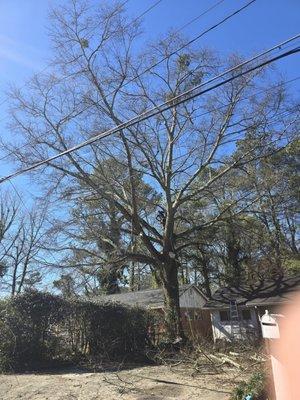 Tree Trimming