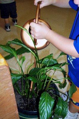 Even toddlers can help care for our plants!