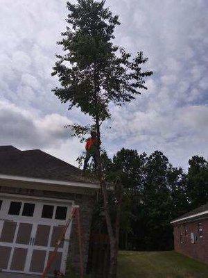 Tree trimming