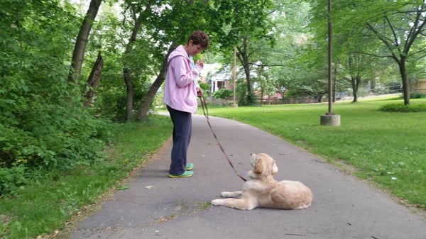 Buddha the golden retriever was a little rambunctious.  Here she is at 4 months of age mastering focus outside with lots of distractions