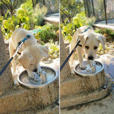 Niko's favorite water fountain.