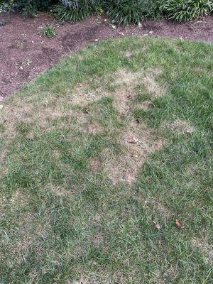 My lawn was green before the application.  This is what my lawn looked like the day after they applied herbicide.