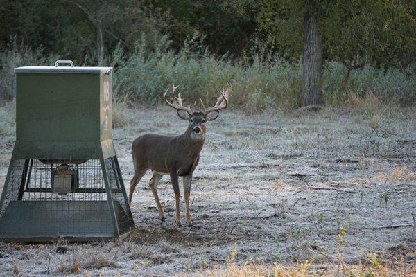 Make sure to check out our website and Instagram to stay up-to-date on all things Austin Trophy Whitetails.