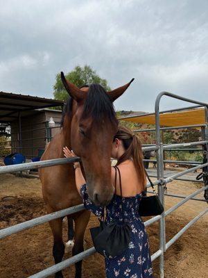 It is my favourite horse  Tiger. Love to spend time with him. All horses very friendly and kind. The school is best for kids and adults.