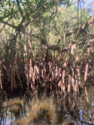 Mangrove