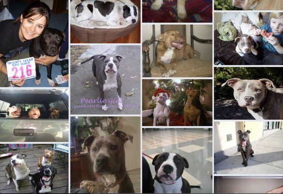 Just a few of the thousands of dogs saved and helped over the years at Reunion Rescue